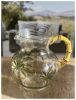 3 Quarts Water Pitcher with Lid, Palm Tree Design Unbreakable Plastic, with Spout BPA Free